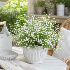 Baby's Breath Gypsophila elegans plant with delicate single flowers on fine branching stems – winter flower seeds Pakistan