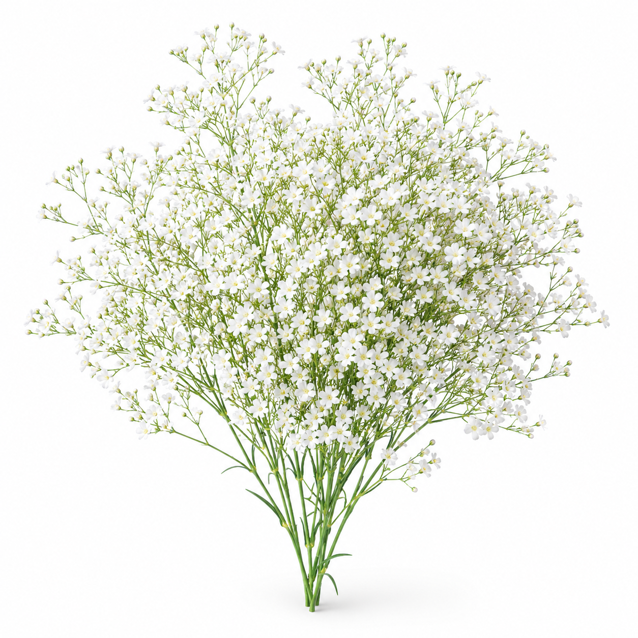 Baby's Breath Gypsophila elegans plant with delicate single flowers on fine branching stems – winter flower seeds Pakistan