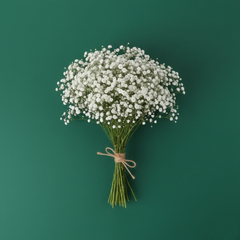 Baby's Breath Seeds - Double (WINTER)