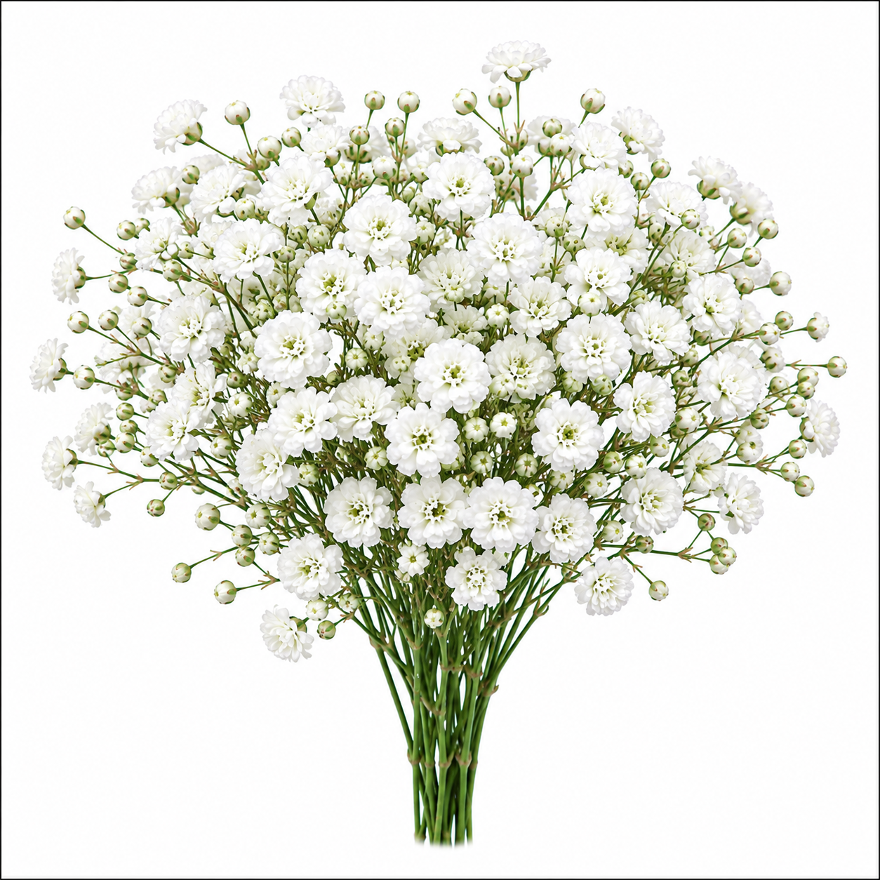 Double Baby’s Breath flowers with delicate airy blooms – winter Gypsophila flower seeds for home gardening in Pakistan