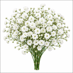 Double Baby’s Breath flowers with delicate airy blooms – winter Gypsophila flower seeds for home gardening in Pakistan