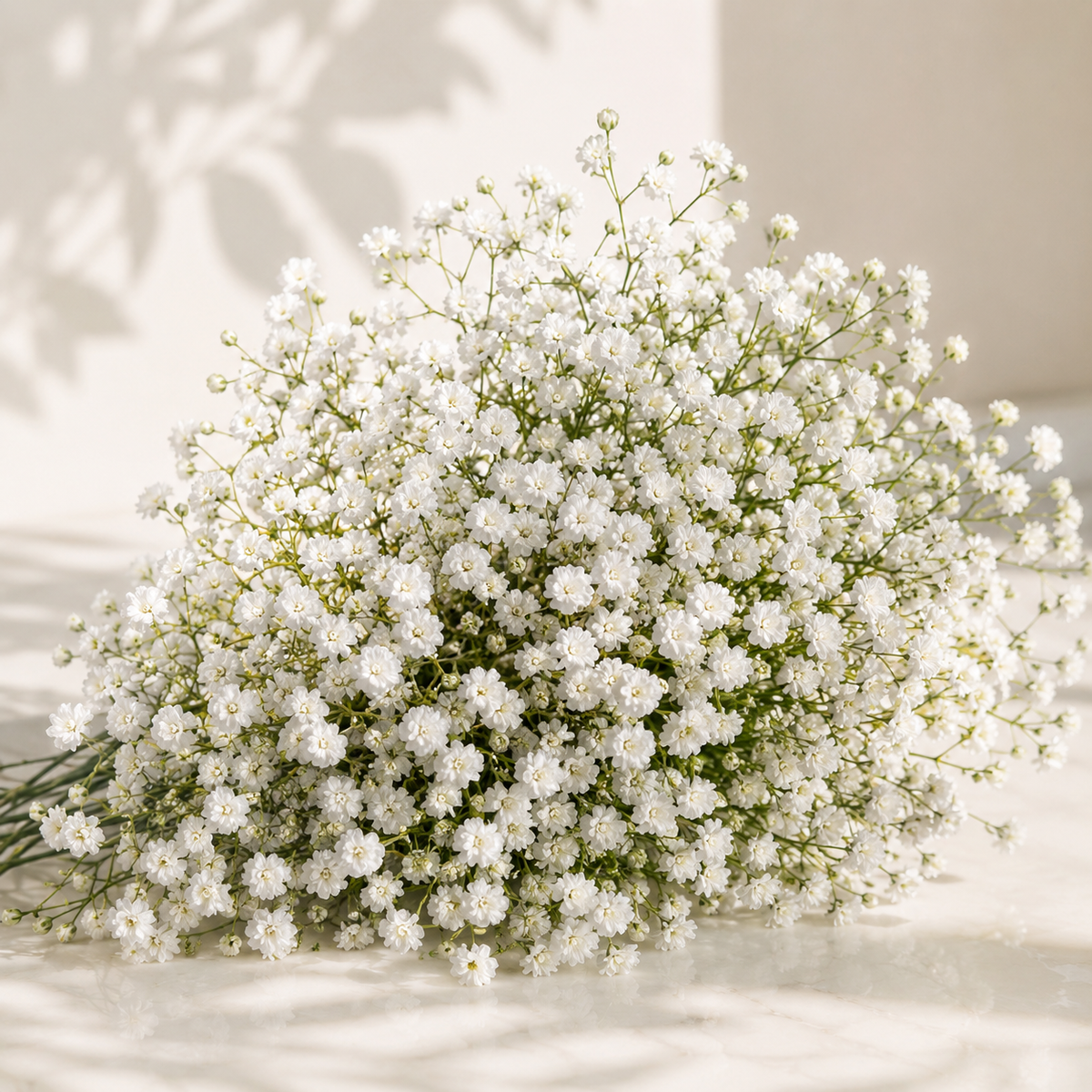 Double Baby’s Breath flowers with delicate airy blooms – winter Gypsophila flower seeds for home gardening in Pakistan