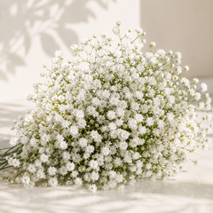 Double Baby’s Breath flowers with delicate airy blooms – winter Gypsophila flower seeds for home gardening in Pakistan
