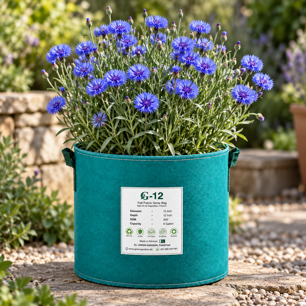 Bachelor's Button Blue Cornflower Centaurea cyanus with vivid blue flowers – winter flower seeds for beds, borders, pots, grow bags and cut-flower gardens in Pakistan