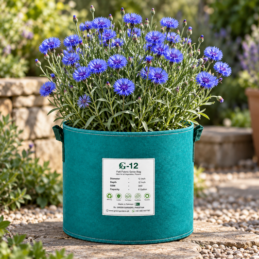 Bachelor's Button Blue Cornflower Centaurea cyanus with vivid blue flowers – winter flower seeds for beds, borders, pots, grow bags and cut-flower gardens in Pakistan