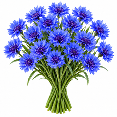 Bachelor's Button Blue Cornflower Centaurea cyanus with vivid blue flowers – winter flower seeds for beds, borders, pots, grow bags and cut-flower gardens in Pakistan