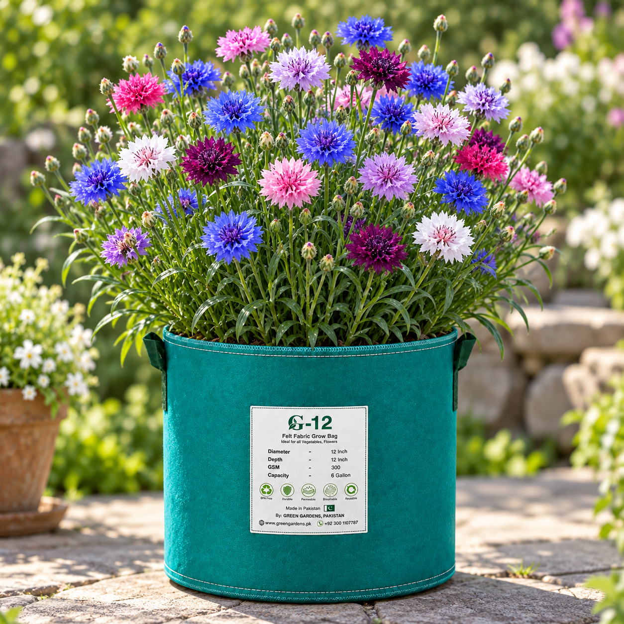 Bachelor's Button Double Tall Mix Cornflower with colourful double blue pink white rose and lavender flowers – Centaurea cyanus winter flower seeds in Pakistan