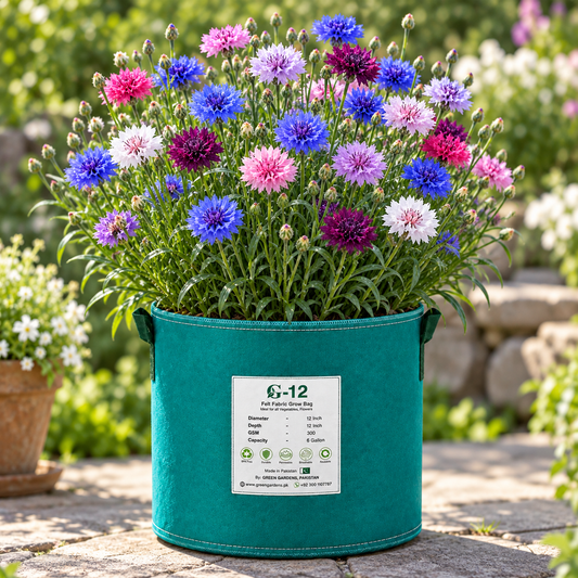 Bachelor's Button Double Tall Mix Cornflower with colourful double blue pink white rose and lavender flowers – Centaurea cyanus winter flower seeds in Pakistan