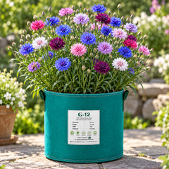 Bachelor's Button Double Tall Mix Cornflower with colourful double blue pink white rose and lavender flowers – Centaurea cyanus winter flower seeds in Pakistan