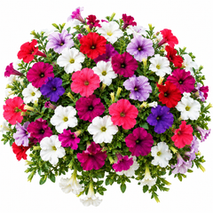 Balcony Petunia Nana Compacta with abundant colourful compact winter flowers – Petunia seeds for balconies, pots, hanging baskets and grow bags in Pakistan