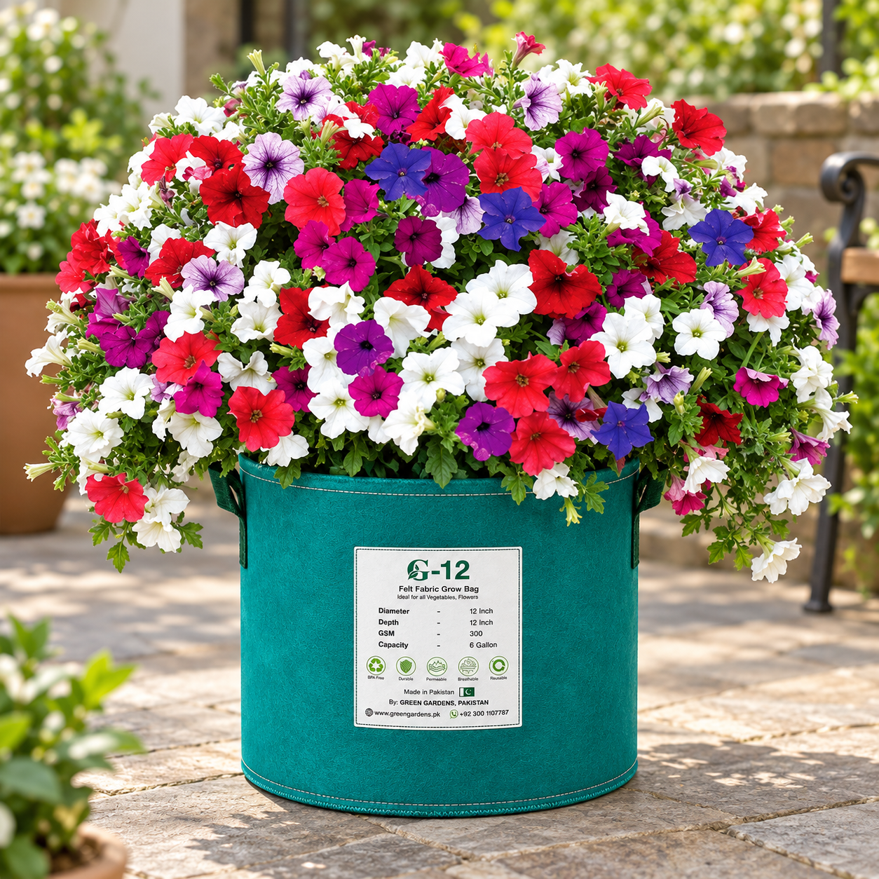Balcony Petunia Nana Compacta with abundant colourful compact winter flowers – Petunia seeds for balconies, pots, hanging baskets and grow bags in Pakistan
