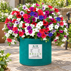 Balcony Petunia Nana Compacta with abundant colourful compact winter flowers – Petunia seeds for balconies, pots, hanging baskets and grow bags in Pakistan