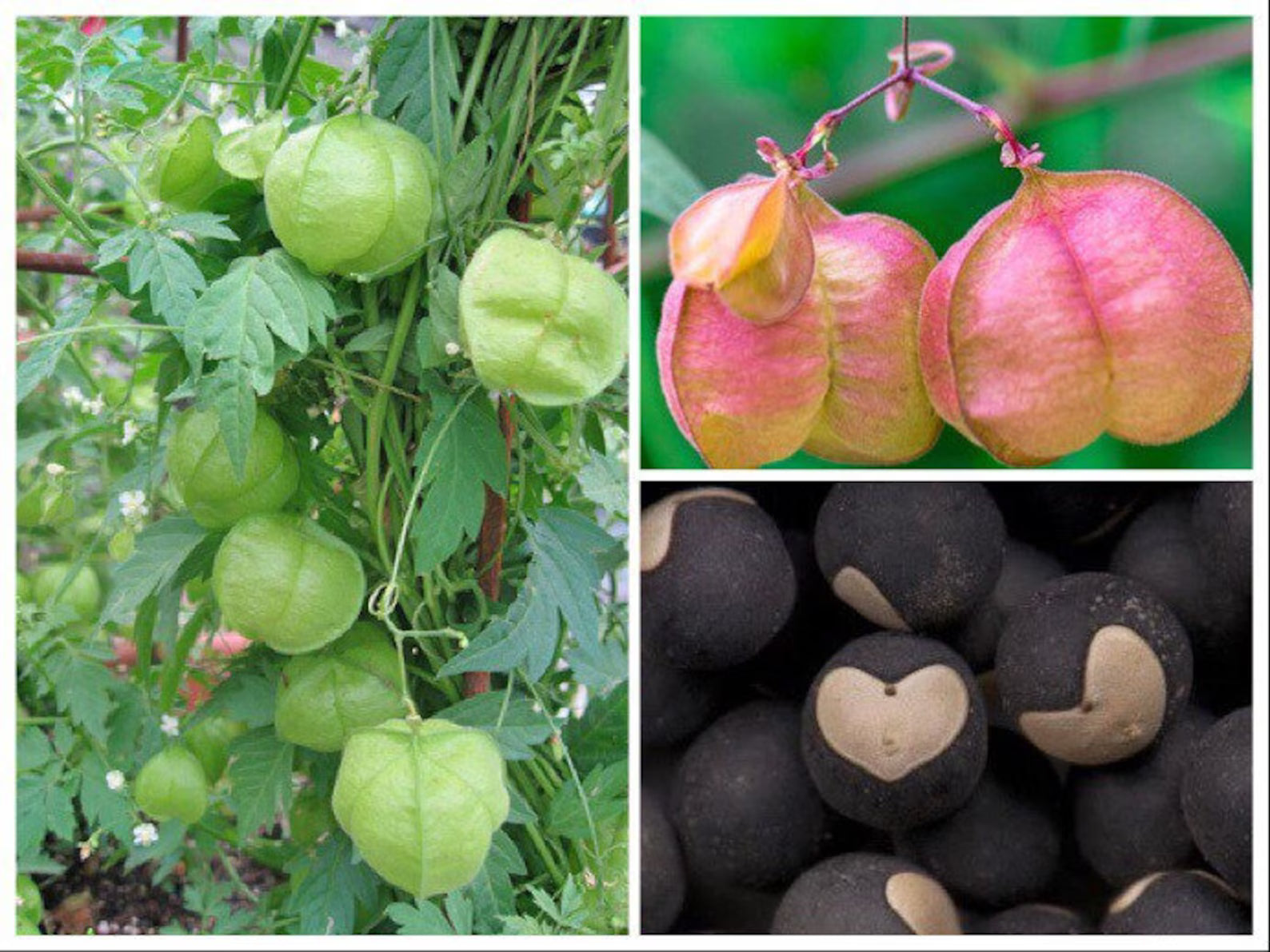 Balloon Vine Seeds (Love in a Puff)