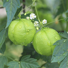 Balloon Vine Seeds (Love in a Puff)
