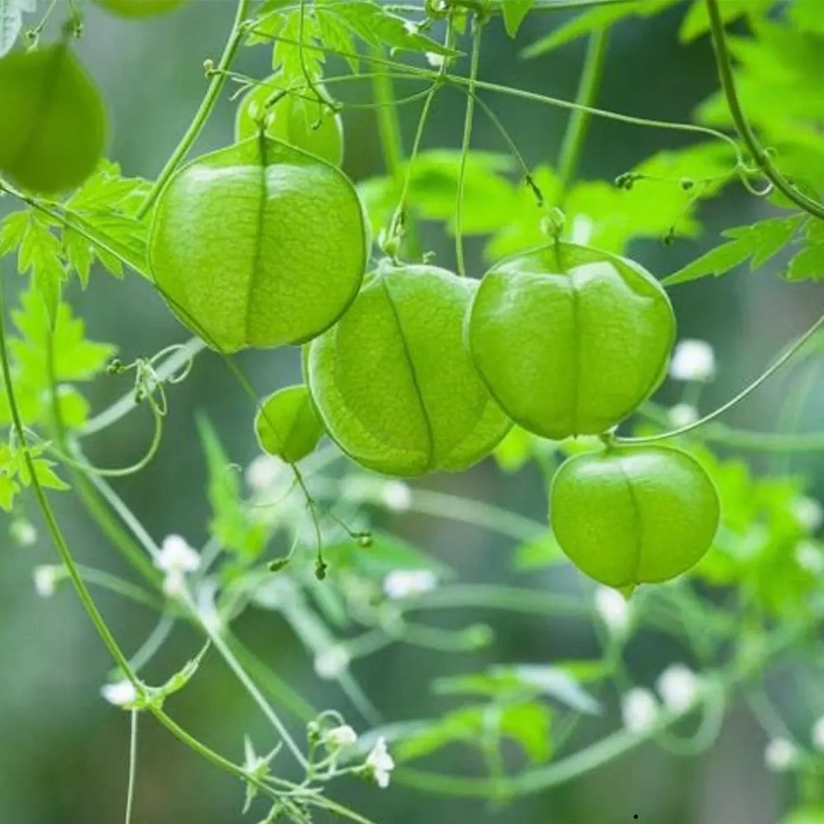 Balloon Vine Seeds (Love in a Puff)