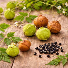 Balloon Vine Seeds (Love in a Puff)