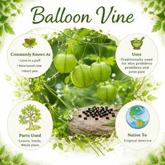 Balloon Vine Seeds (Love in a Puff)