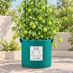 Balloon Vine Love in a Puff Cardiospermum halicacabum climbing on a trellis with green balloon-shaped seed pods and delicate white flowers in Pakistan