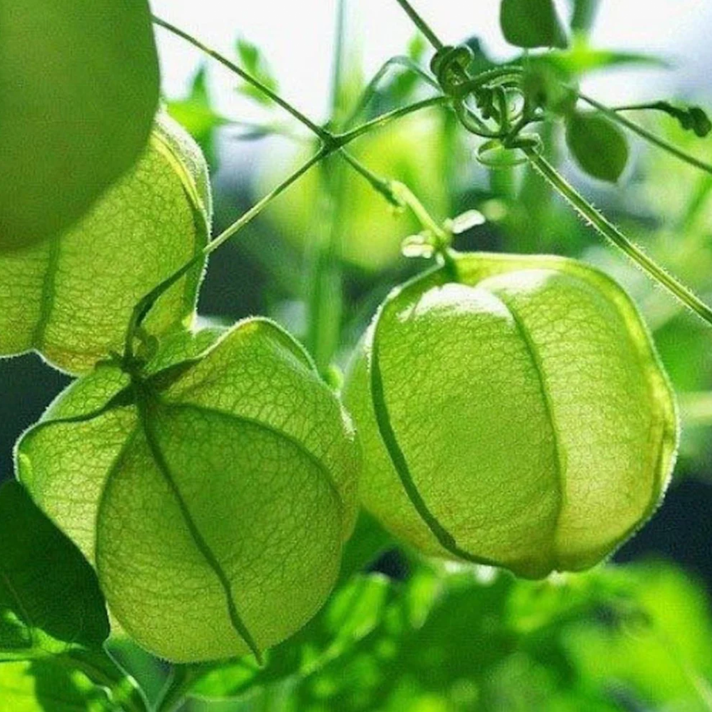Balloon Vine Seeds (Love in a Puff)