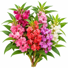 Garden Balsam Bush Gul Mehndi plant with colourful summer flowers growing along upright leafy stems in a home garden – Impatiens balsamina flower seeds Pakistan
