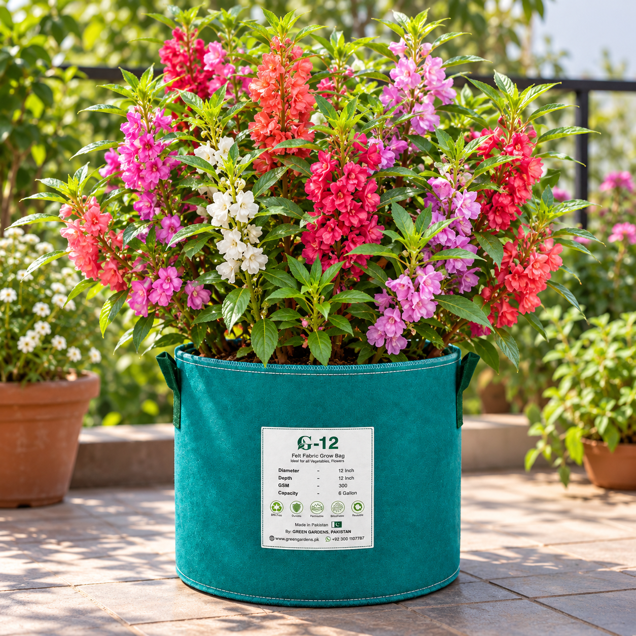 Garden Balsam Bush Gul Mehndi plant with colourful summer flowers growing along upright leafy stems in a home garden – Impatiens balsamina flower seeds Pakistan