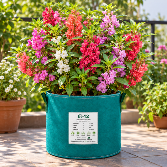 Garden Balsam Bush Gul Mehndi plant with colourful summer flowers growing along upright leafy stems in a home garden – Impatiens balsamina flower seeds Pakistan