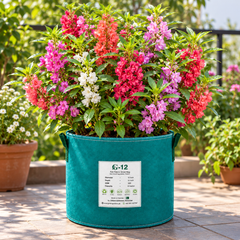 Garden Balsam Bush Gul Mehndi plant with colourful summer flowers growing along upright leafy stems in a home garden – Impatiens balsamina flower seeds Pakistan