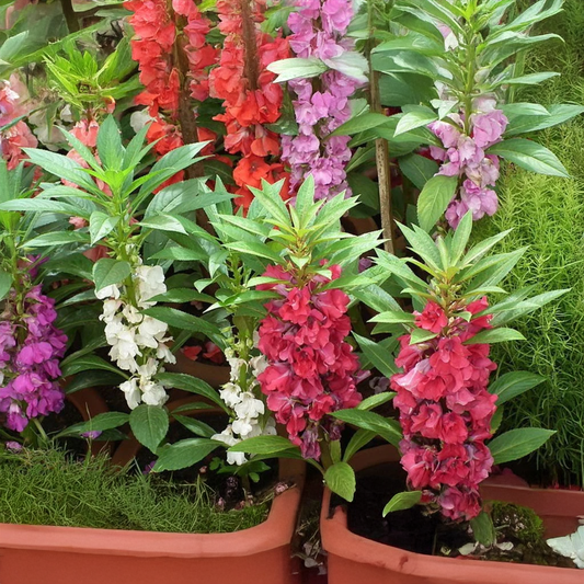 Balsam Flower Seeds (SUMMER)