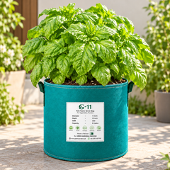 Italian Lettuce Leaf Basil Foglia di Lattuga plant with large broad slightly crinkled aromatic green leaves growing in a home herb garden – basil seeds Pakistan