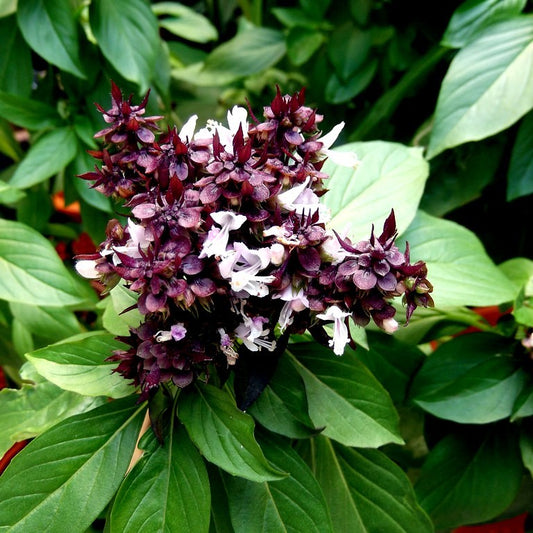 Basil Thai Seeds - Ocimum Basilicum