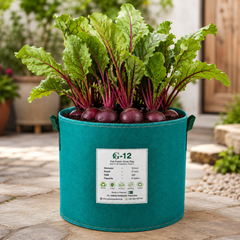 Fresh deep red beetroot roots with green leafy tops – winter beetroot seeds for home gardening in Pakistan