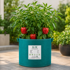 Red California Wonder bell peppers with blocky sweet fruits on green plants – winter capsicum seeds for home gardening in Pakistan