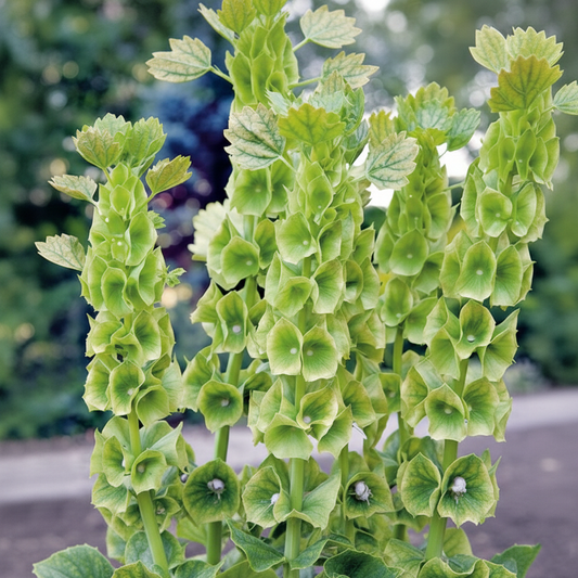 Bells of Ireland Seeds - (Moluccella Laevis) By Buzzy®