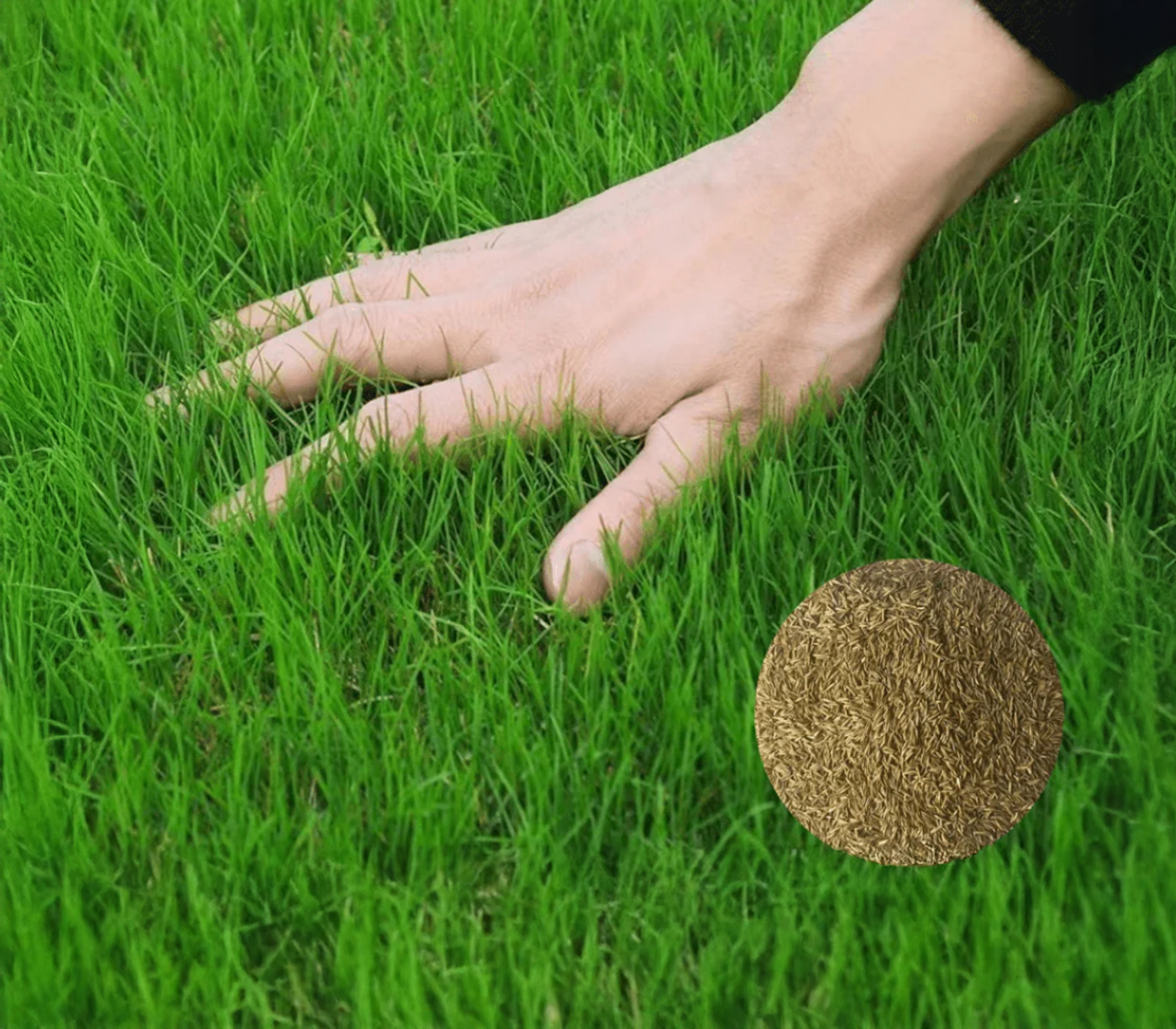 Bermuda Grass Seeds برمودا گھاس