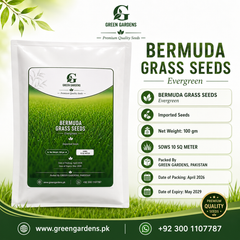 Bermuda Grass Seeds - 100 gm