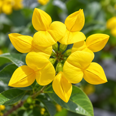 Bird’s-Foot Trefoil Lotus corniculatus with clusters of bright yellow pea-like flowers and green foliage – perennial wildflower seeds for meadows ground cover and gardens in Pakistan