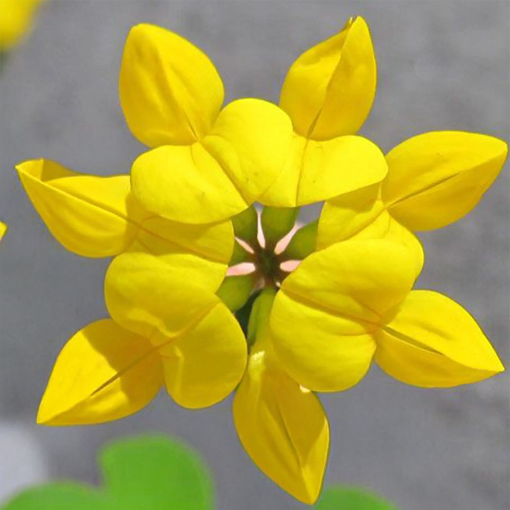 Bird’s-Foot Trefoil Seeds(Lotus Corniculatus)