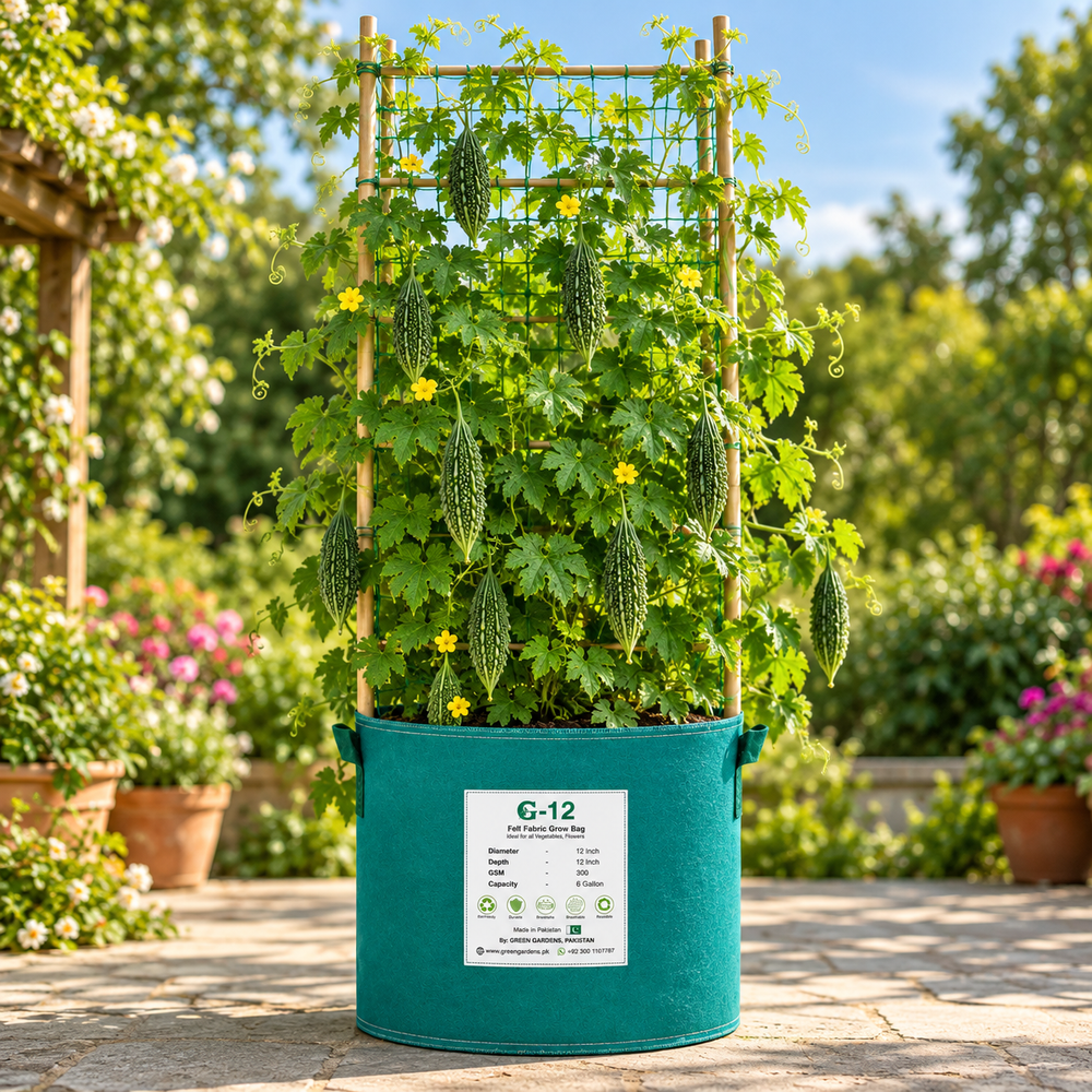 ARASTU F1 Hybrid bitter gourd vine with fresh green karela fruits – summer late vegetable seeds for home gardening in Pakistan