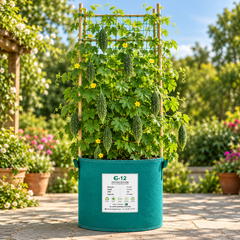 ARASTU F1 Hybrid bitter gourd vine with fresh green karela fruits – summer late vegetable seeds for home gardening in Pakistan