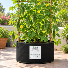 Bitter Gourd Long F1 Hybrid with elongated green textured karela fruits growing on climbing vines – summer vegetable seeds for kitchen gardens trellises and grow bags Pakistan