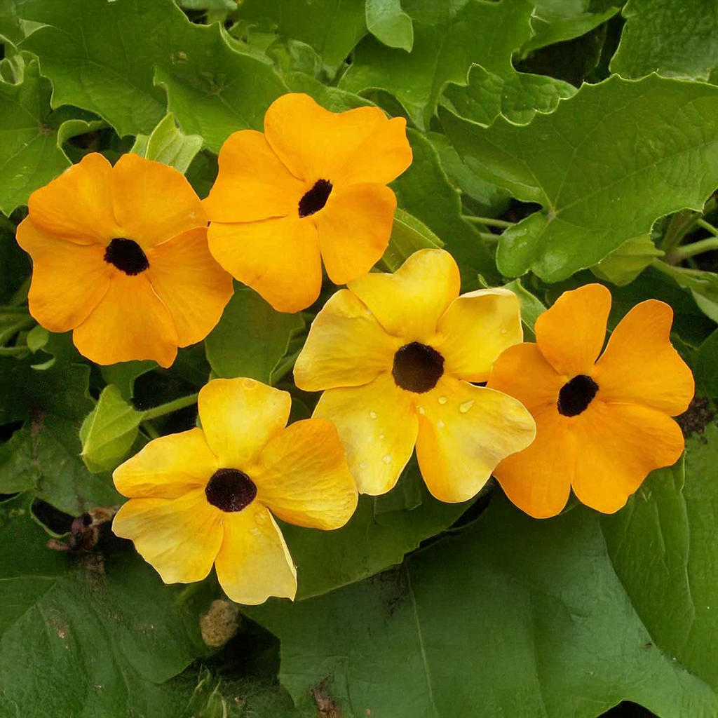 Black Eeyed Susan Vine Seeds, Thunbergia Alata (Mix)