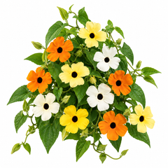 Black Eyed Susan Vine Thunbergia alata Mix with colourful trumpet-shaped flowers and dark centres climbing on trellis – summer flower seeds in Pakistan