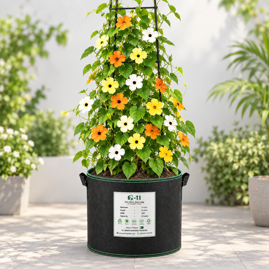Black Eyed Susan Vine Seeds, Thunbergia Alata (Mix) SUMMER