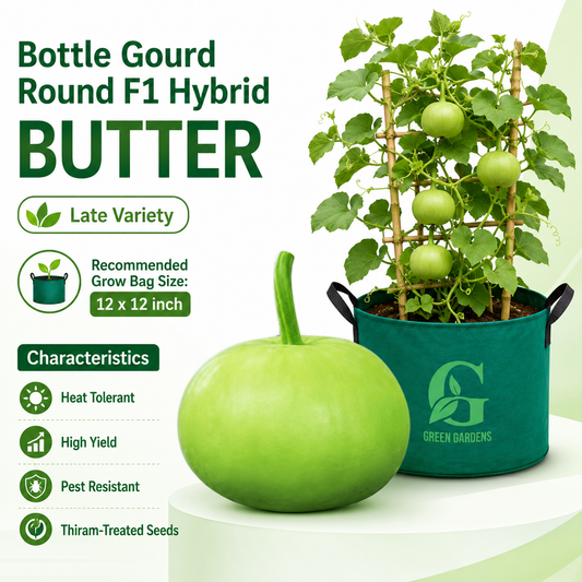 Bottle Gourd Round F1 Hybrid BUTTER – Late Variety
