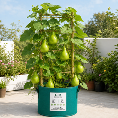 BOLBY F1 Hybrid bottle gourd vine with fresh green bulb-shaped lauki fruits – summer late vegetable seeds for home gardening in Pakistan