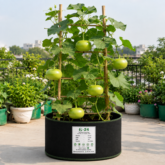 BUTTER F1 Hybrid bottle gourd vine with fresh round green lauki fruits – summer late vegetable seeds for home gardening in Pakistan