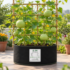 Bottle Gourd Round F1 Hybrid with smooth round light-green lauki fruits growing on vigorous climbing vines – summer vegetable seeds for kitchen gardens trellises and grow bags Pakistan