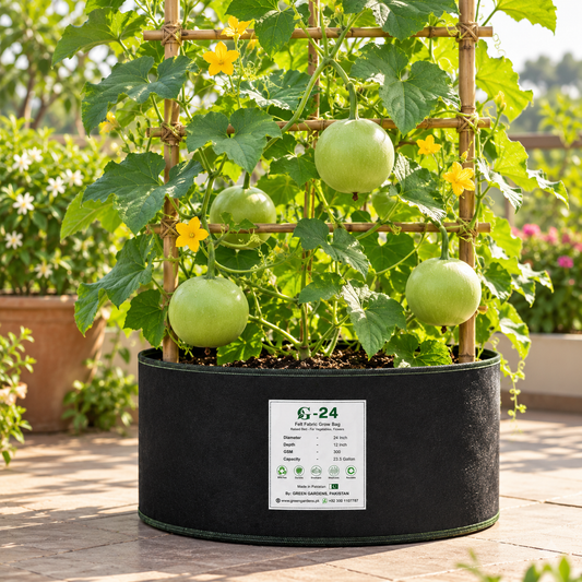 Bottle Gourd Desi Kadu with traditional smooth green gourds growing on vigorous climbing vines – summer vegetable seeds for kitchen gardens trellises and grow bags Pakistan