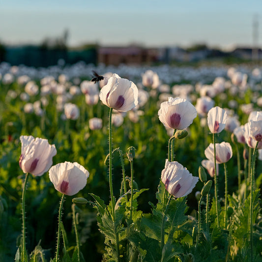 Breadseed Poppy (Papaver somniferum) - White {WINTER}