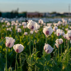Breadseed Poppy (Papaver somniferum) - White {WINTER}